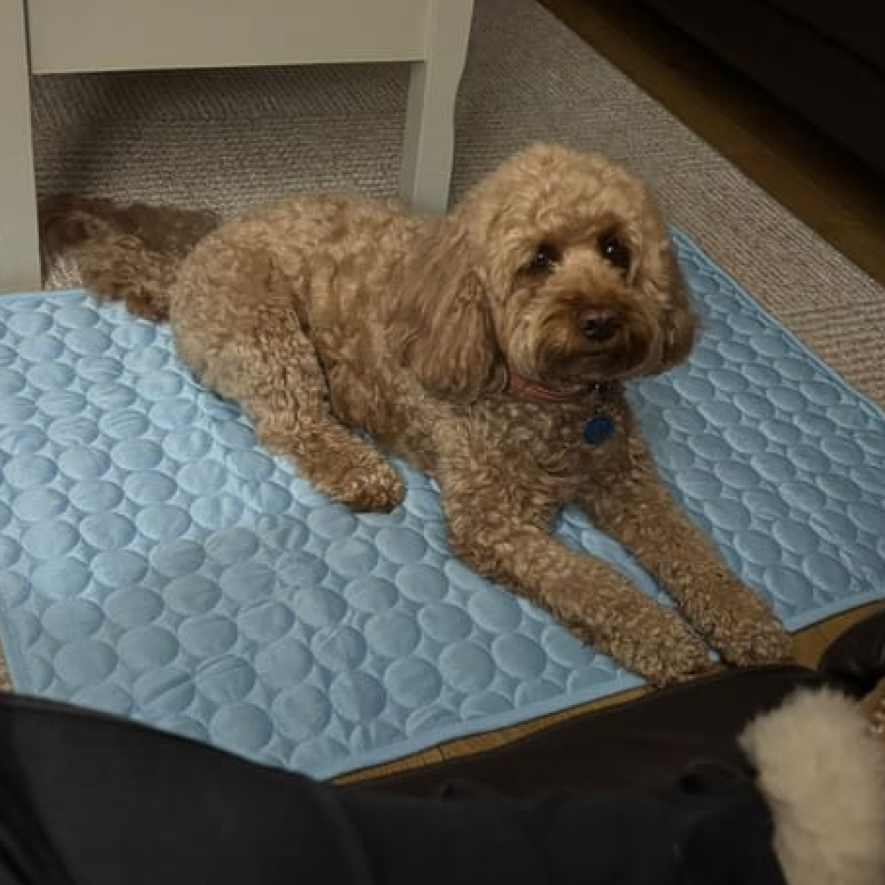 Pet on Quilpets mat