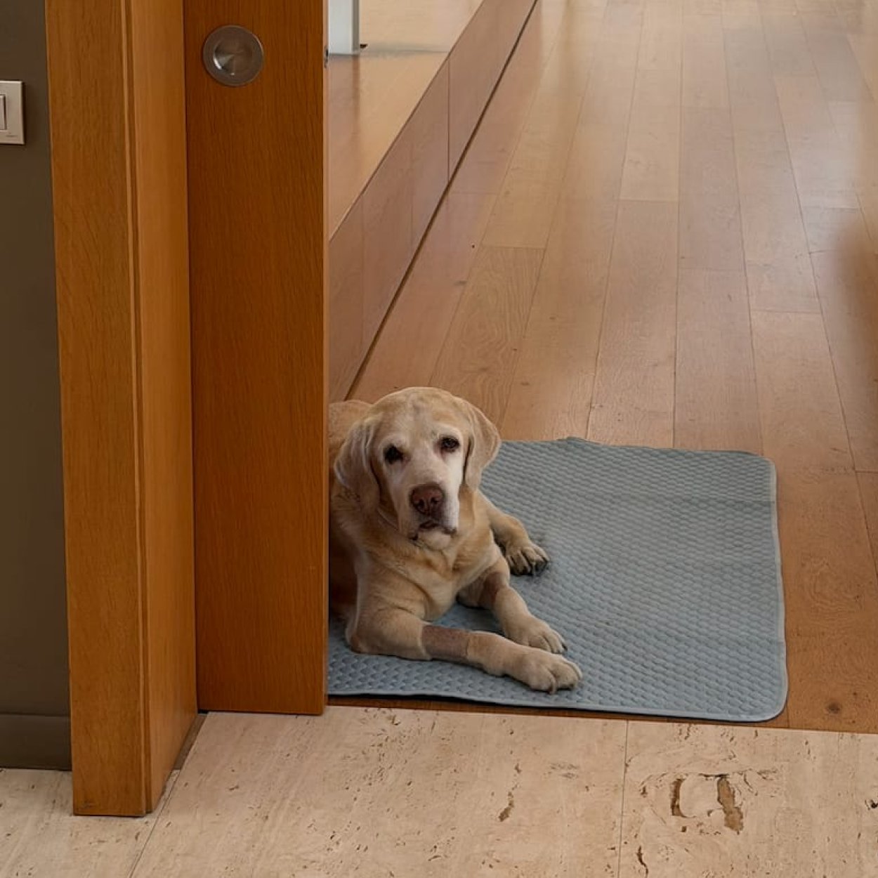 Pet on Quilpets mat